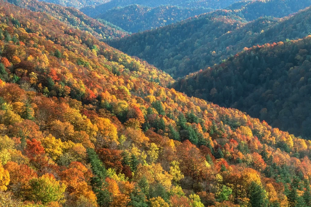 A breathtaking view of the Great Smoky Mountains National Park in autumn, with a dense forest of vibrant red, orange, and yellow leaves covering the rolling hills. The colorful foliage creates a stunning contrast against the deep green of the evergreen trees, showcasing the beauty of fall in the Smokies.