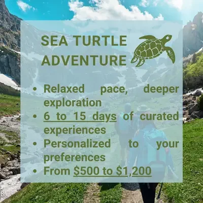 Sea Turtle Adventure