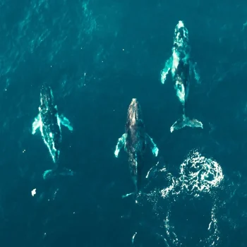 An aerial view of three humpback whales swimming together in deep blue ocean waters. The whales are gracefully moving in unison, creating ripples on the water's surface, showcasing the beauty of marine life.